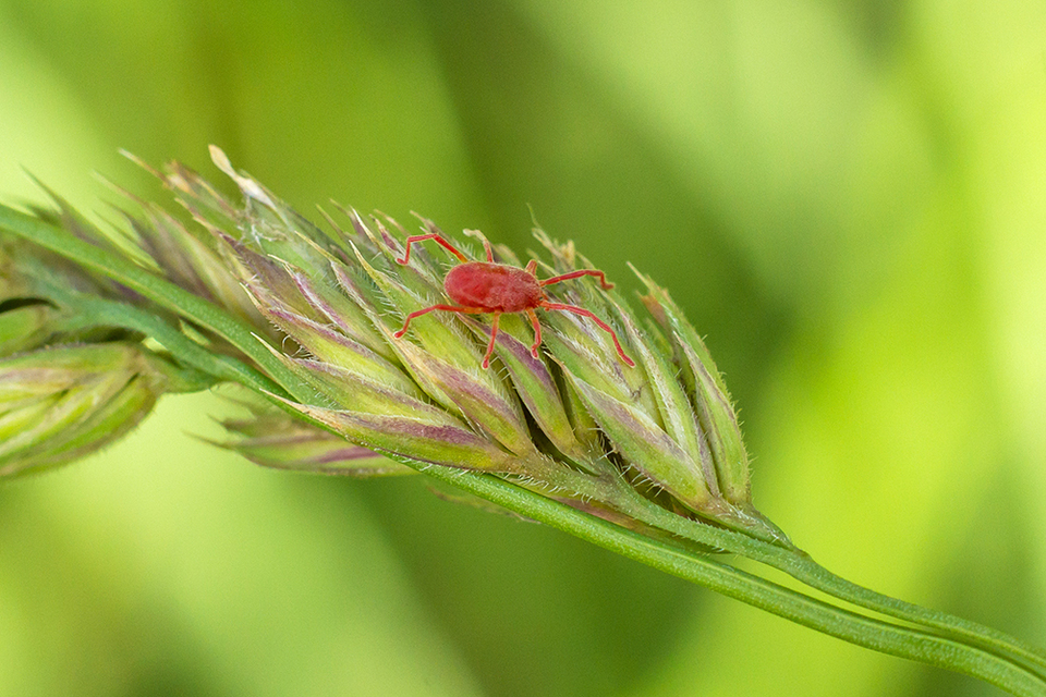 Erythraeidae