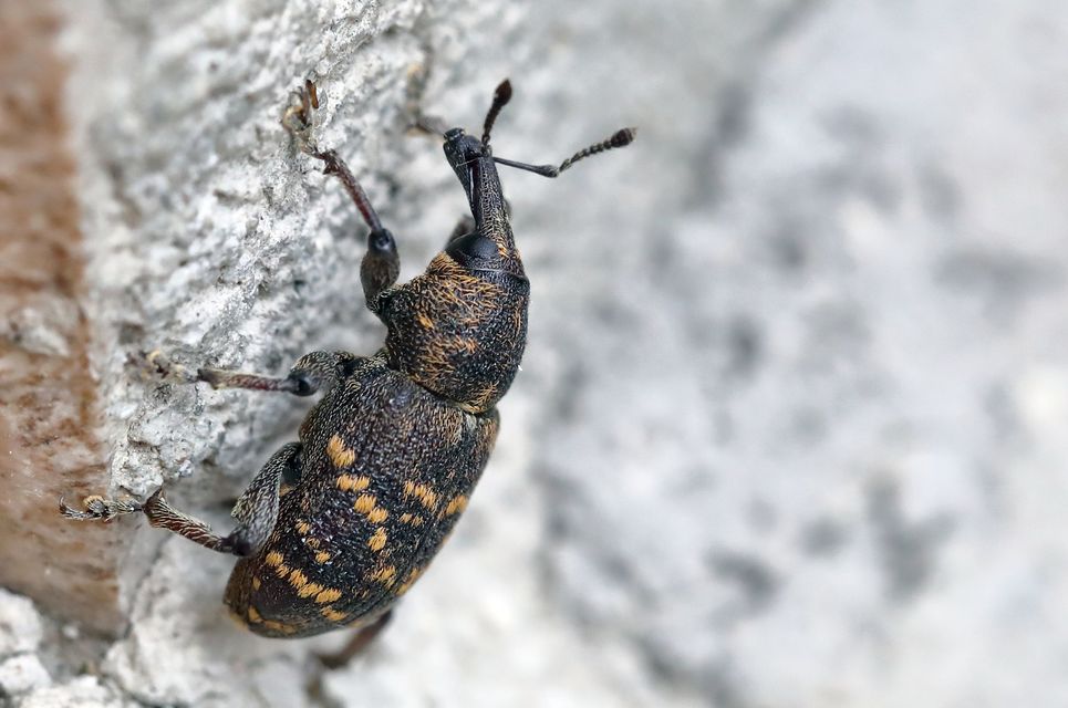 Hylobius abietis - nagy fenyvesormányos