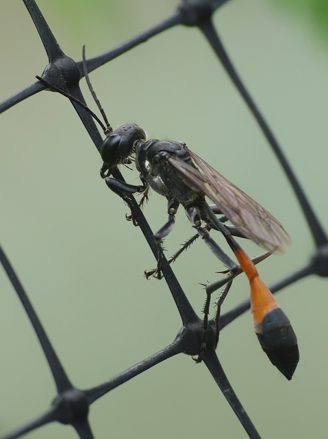 Ammophila