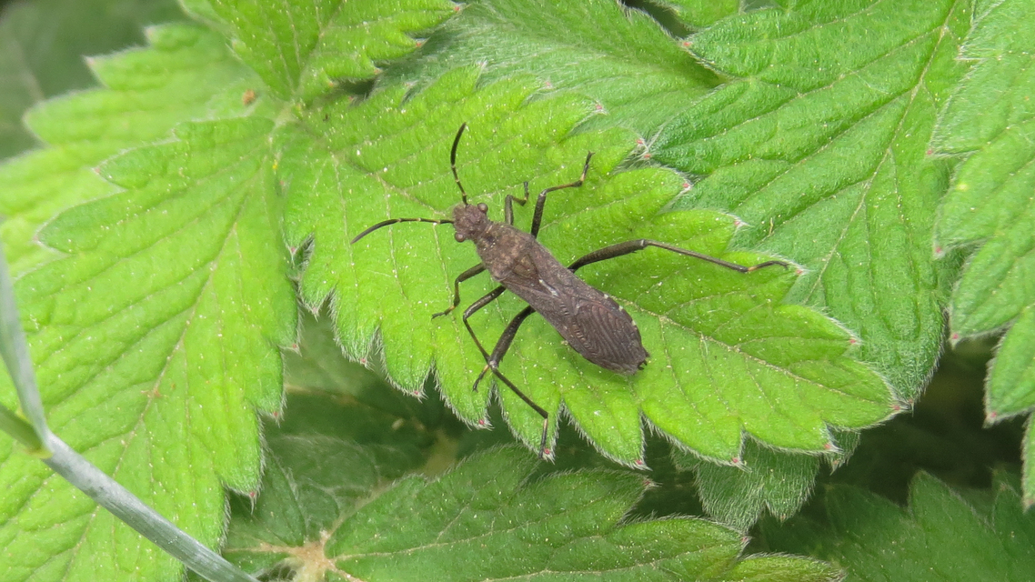 Alydus calcaratus - szőrös tövispoloska
