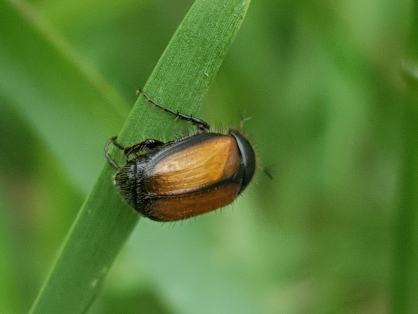 Omaloplia nigromarginata - szegélyes kiscserebogár