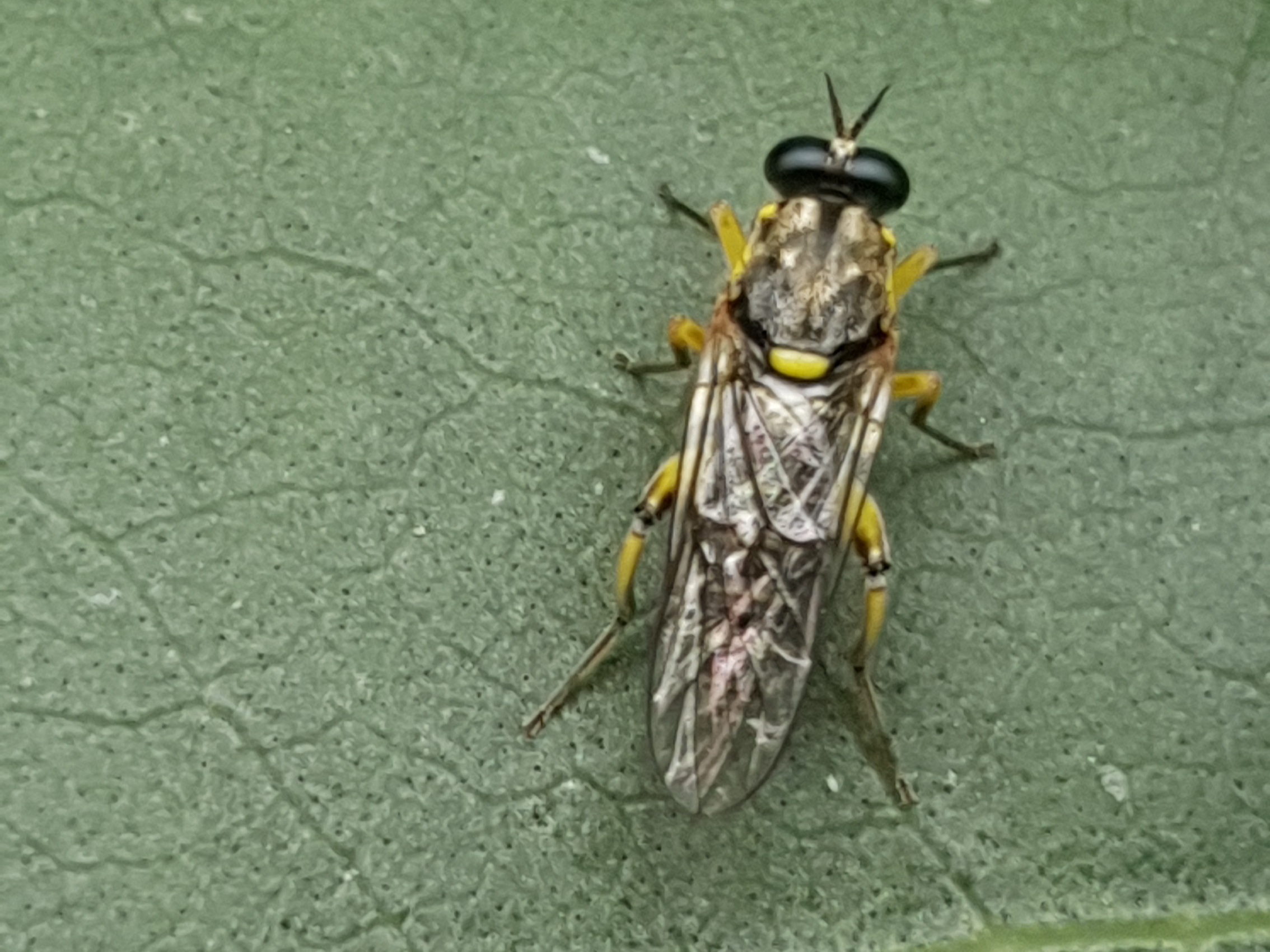 Solva marginata