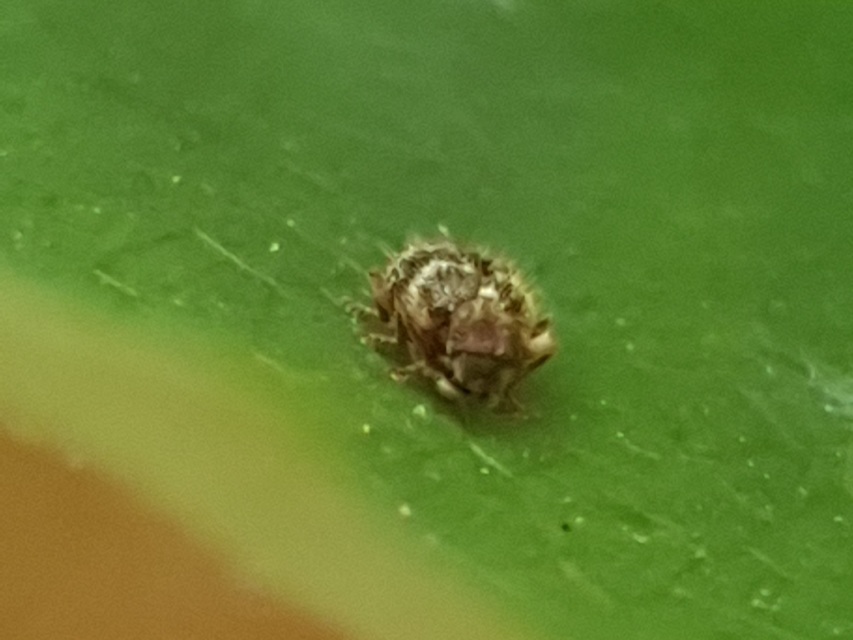 Ptinus rufipes - vöröslábú tolvajbogár