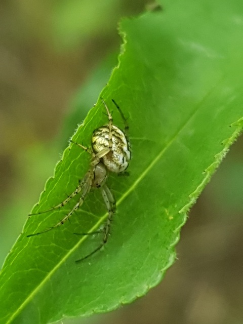 Mangora acalypha - réti keresztespók