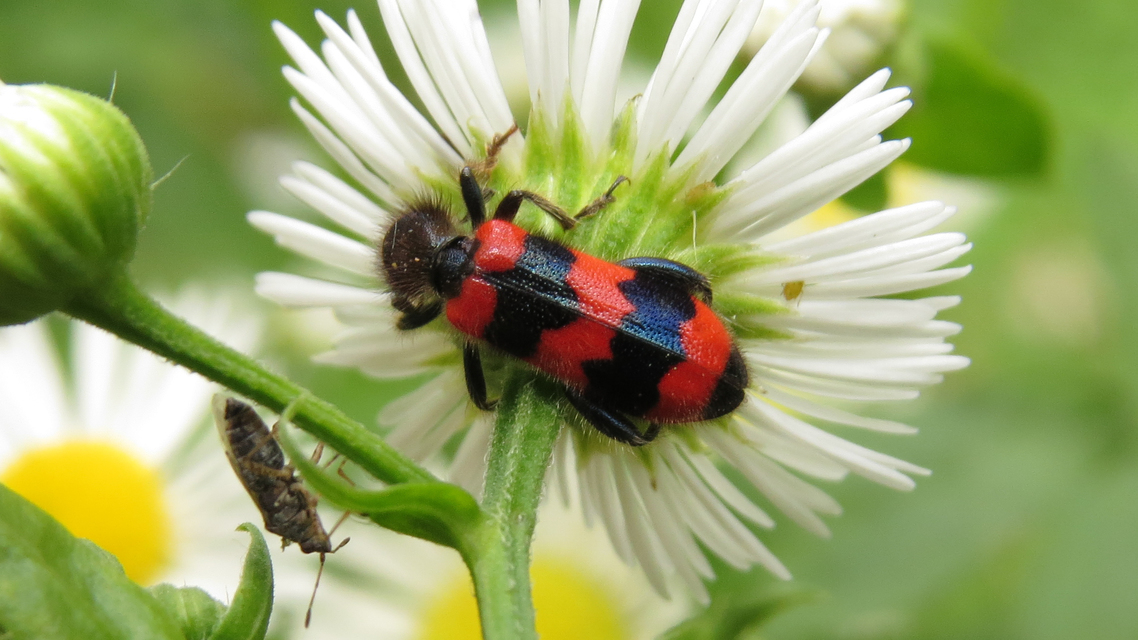 Trichodes apiarius - szalagos méhészbogár