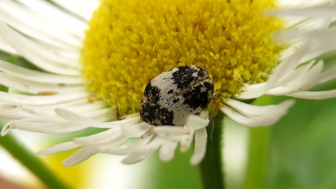 Anthrenus querneri