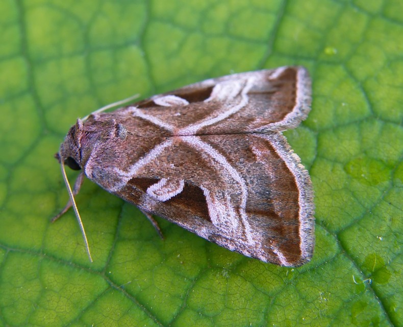 Eucarta virgo - mocsári ametisztbagoly