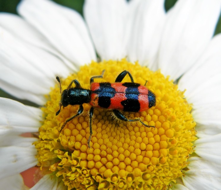 Trichodes apiarius - szalagos méhészbogár