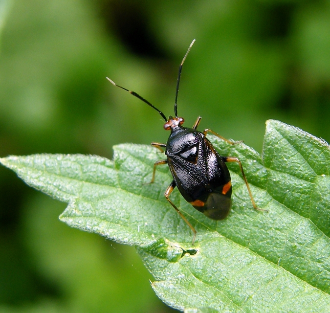 Deraeocoris ruber - vöröses mezeipoloska
