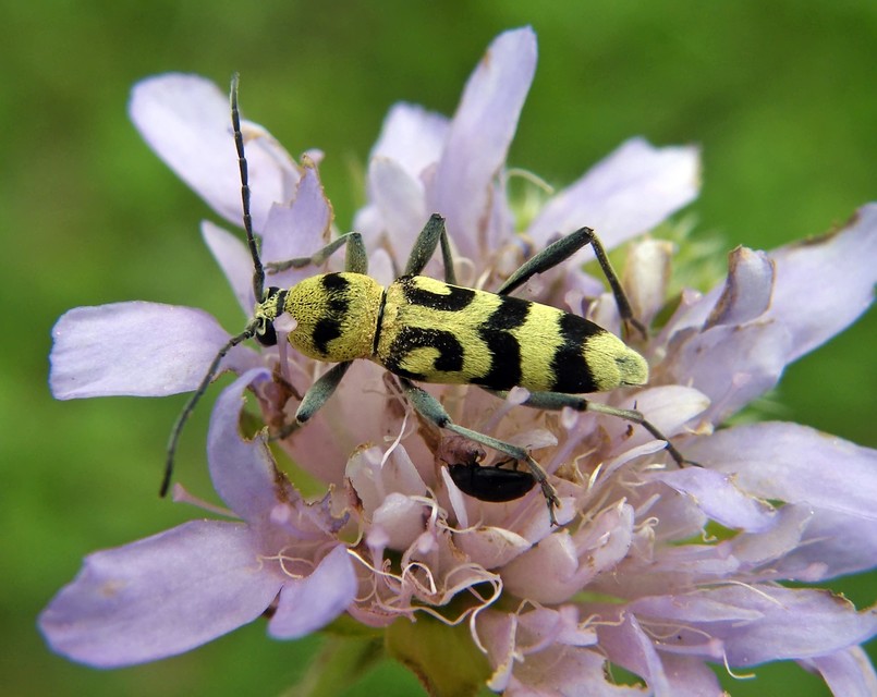 Chlorophorus varius - díszes darázscincér