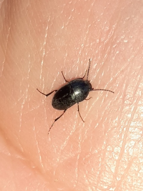 Crypticus quisquilius - fürge gyászbogár