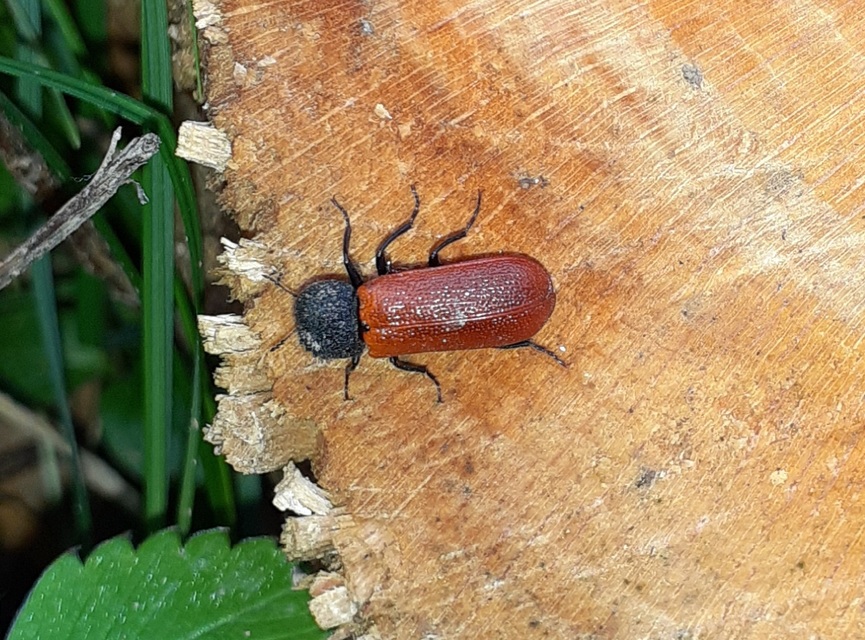 Bostrichus capucinus - piros csuklyásszú