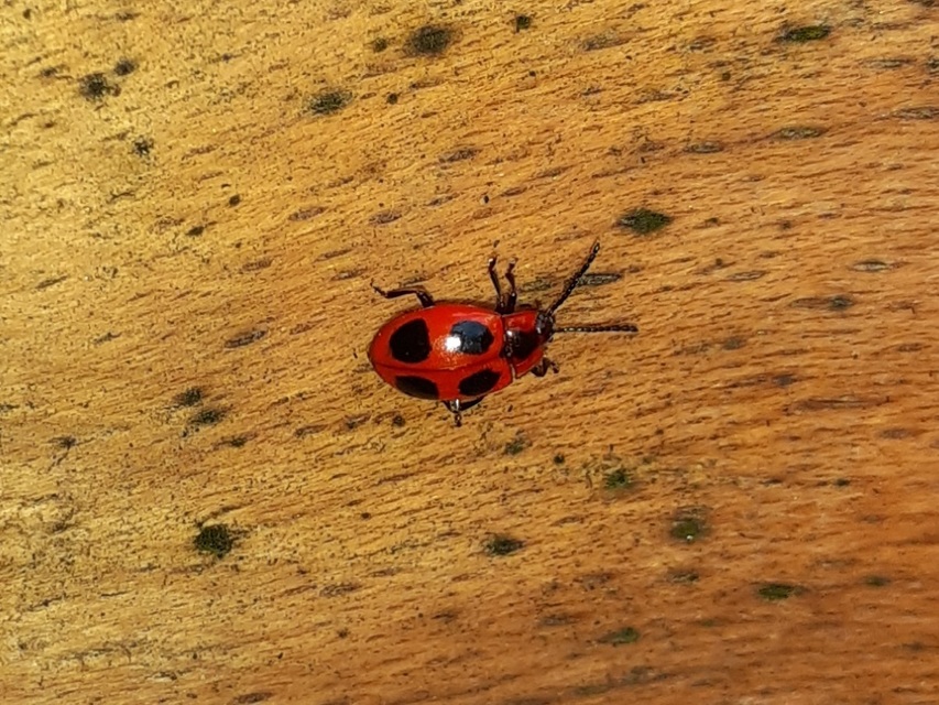 Endomychus coccineus - négypettyes álböde