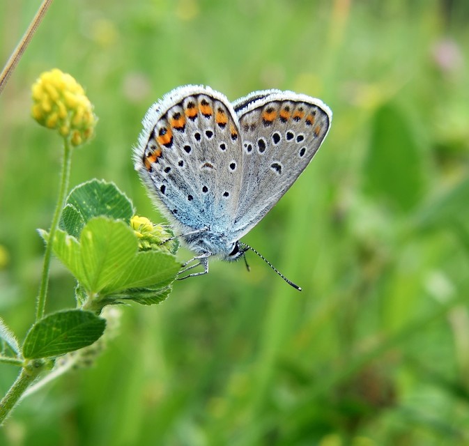 Plebejus argyrognomon - tintakék boglárka