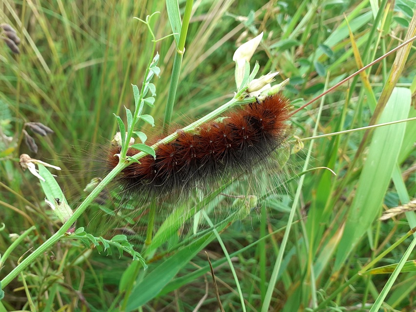 Arctia caja - közönséges medvelepke