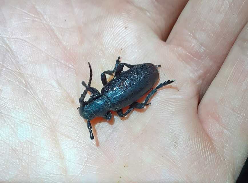 Dorcadion aethiops - fekete gyalogcincér