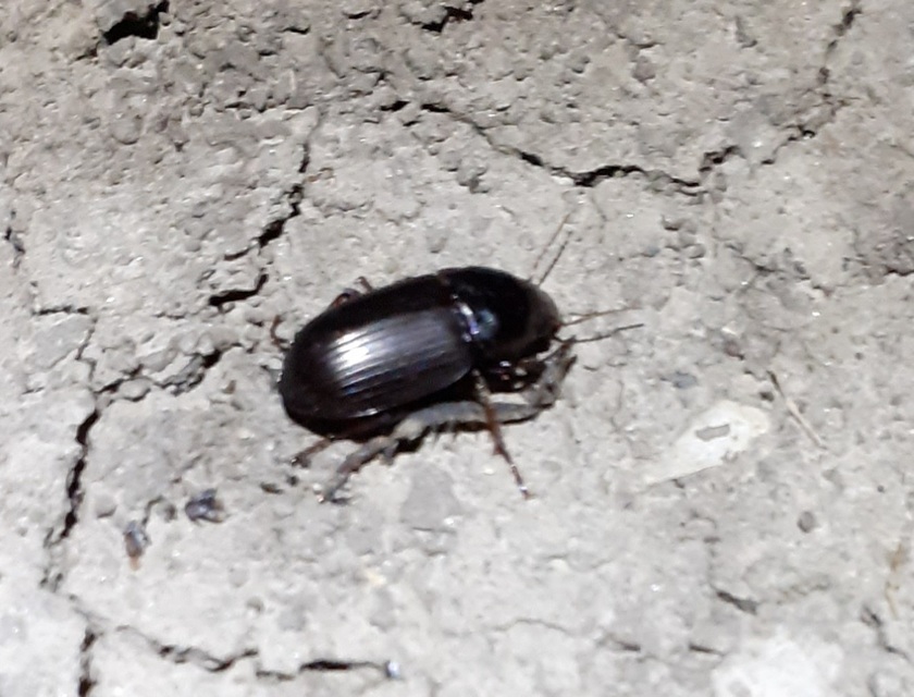 Zabrus tenebrioides - gabonafutó
