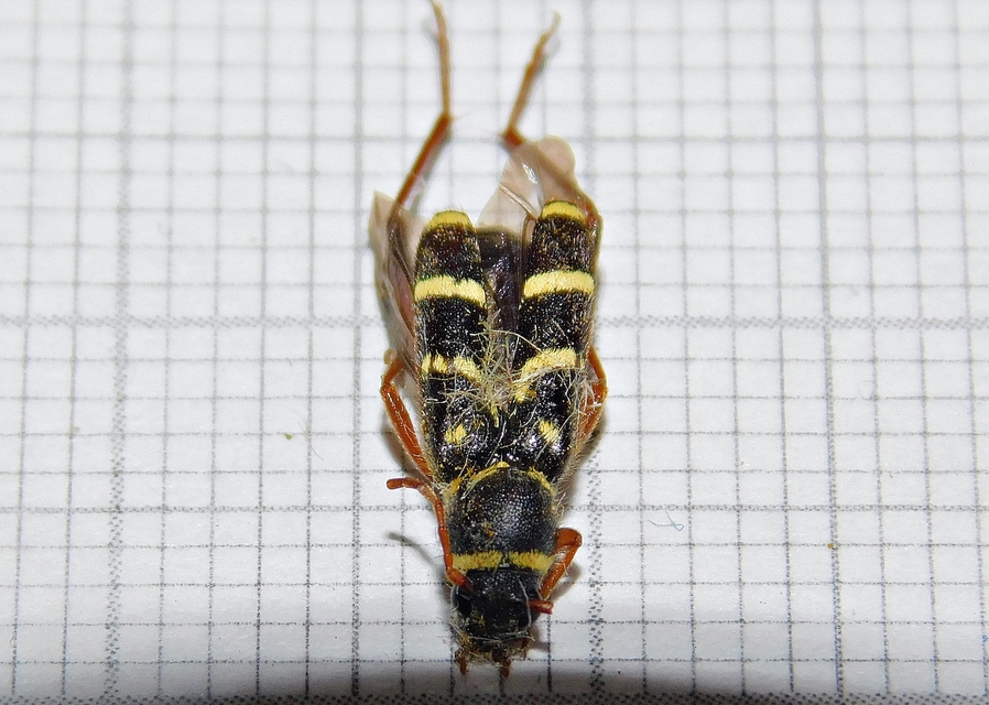 Clytus arietis - közönséges darázscincér