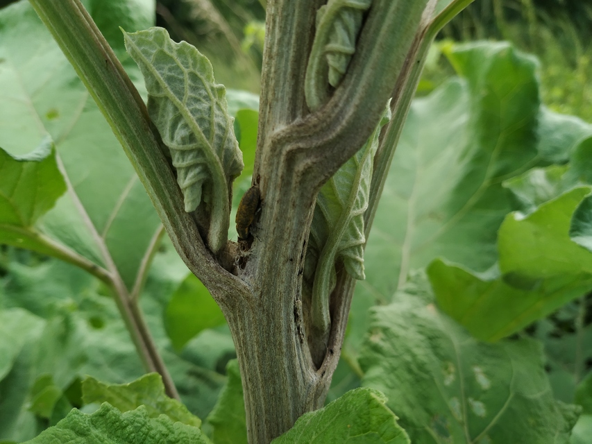 Lixus cardui/filiformis