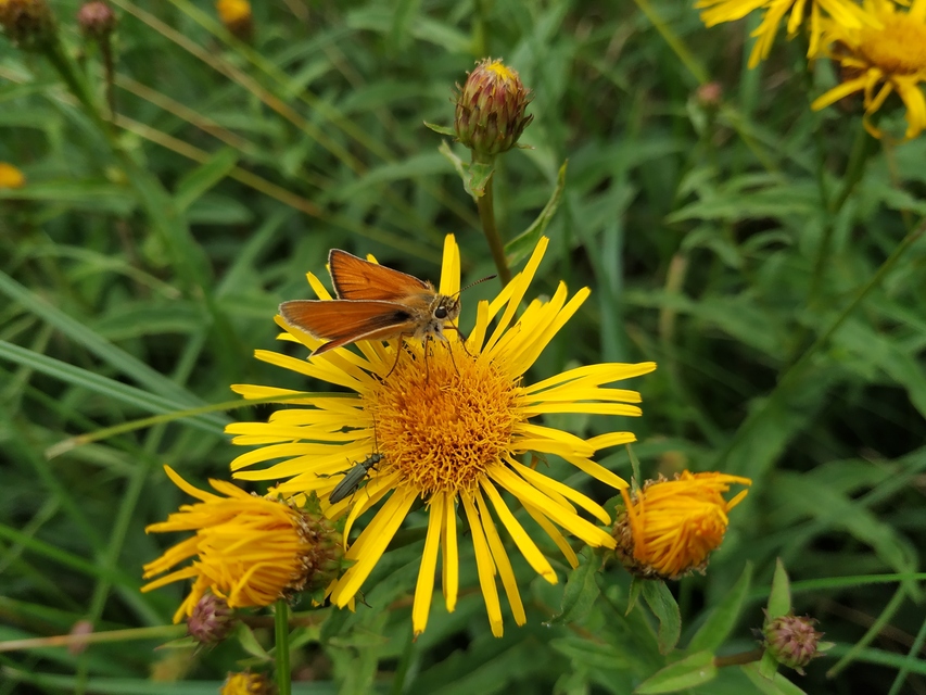 Thymelicus lineola - vonalas busalepke