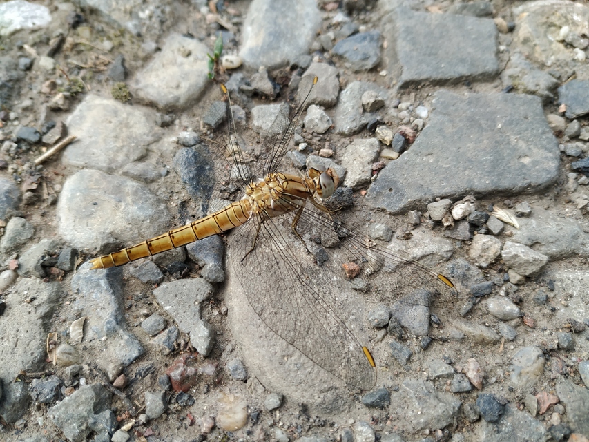 Orthetrum brunneum - pataki pásztorszitakötő