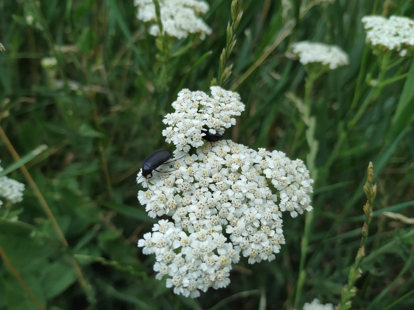 Podonta nigrita - szerecsenbogár
