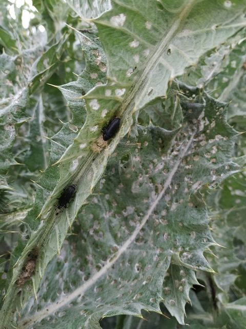Lixus cardui/filiformis