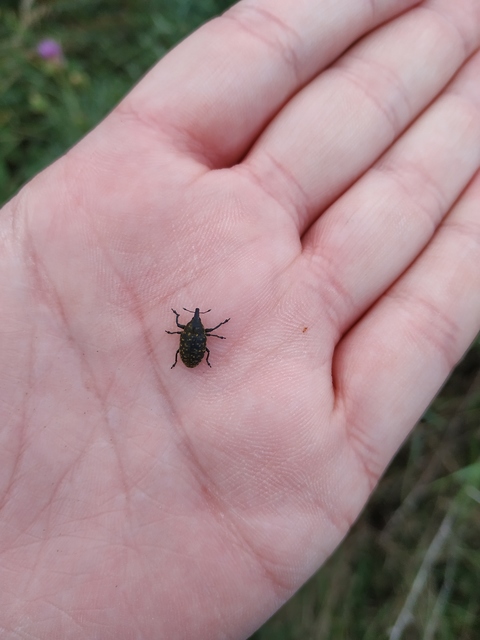 Larinus turbinatus - kúposorrú púderbarkó