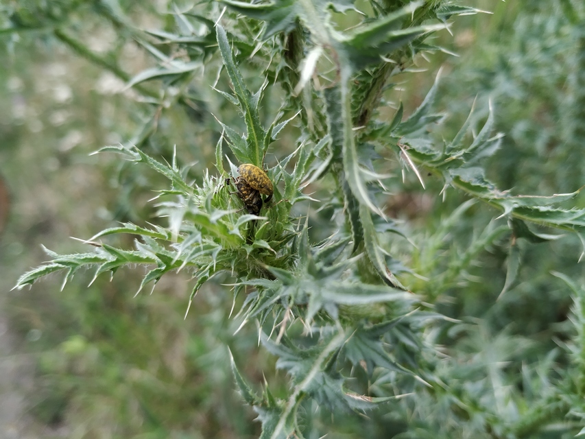 Larinus iaceae - sávosnyakú púderbarkó