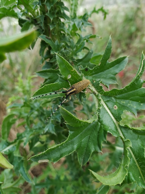 Agapanthia villosoviridescens - fehérgyűrűs bogáncscincér