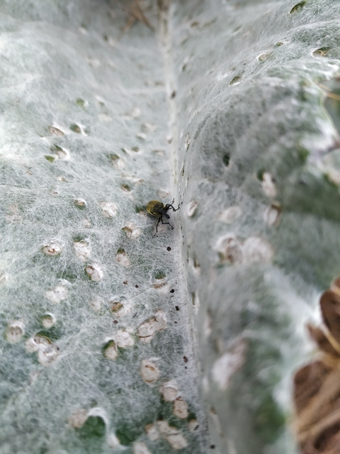 Lixus cardui/filiformis