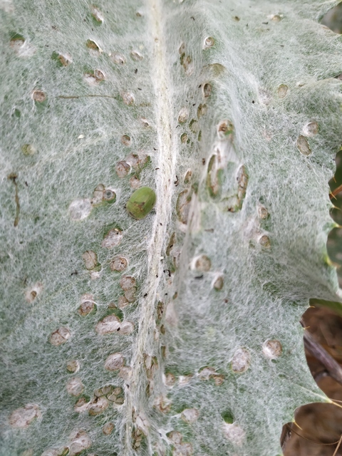 Cassida
