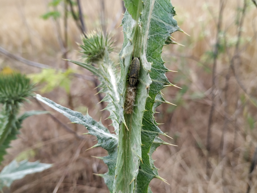 Lixus cardui/filiformis