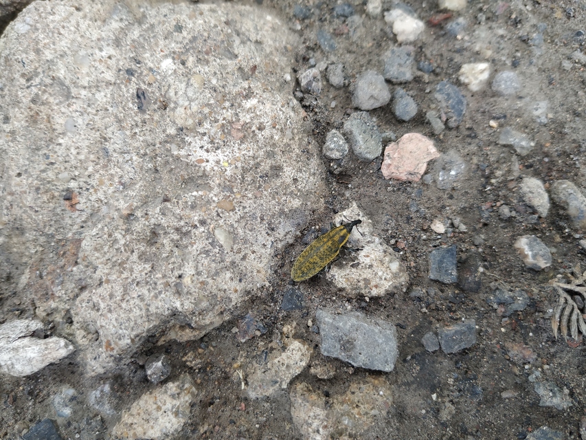 Lixus cardui/filiformis