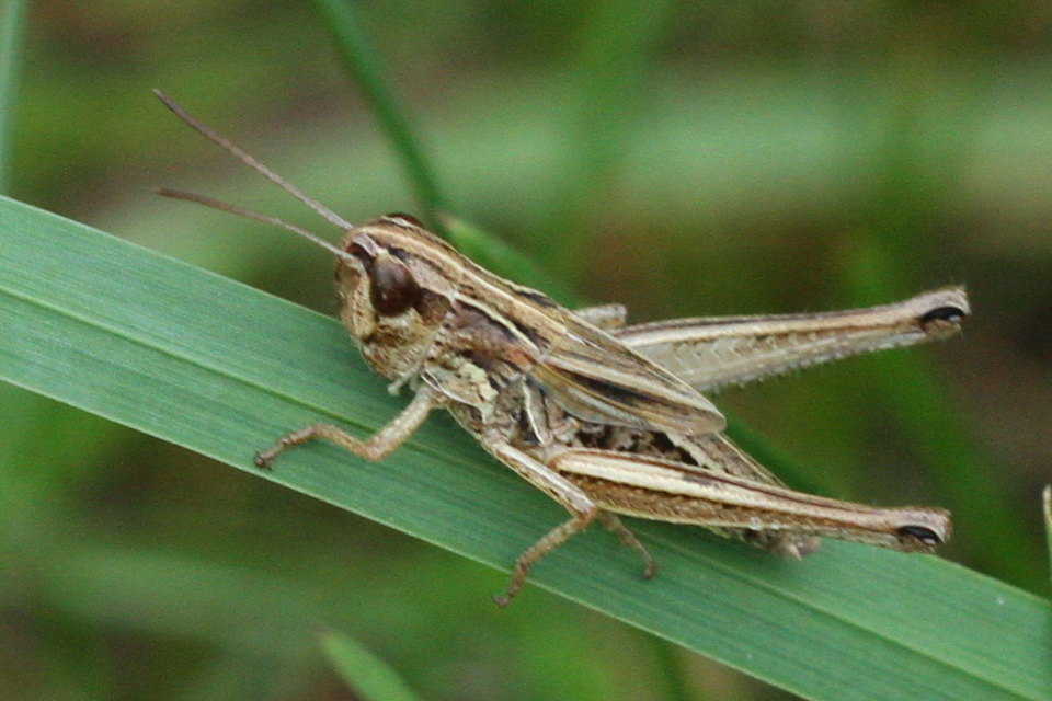 Pseudochorthippus parallelus - közönséges rétisáska