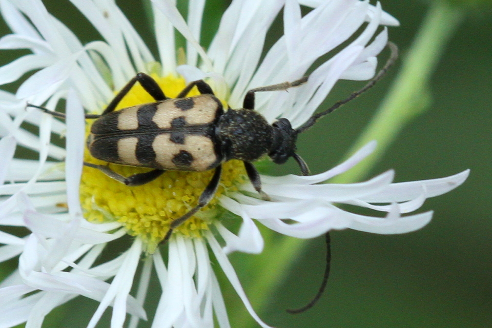 Pachytodes erraticus - rajzos virágcincér