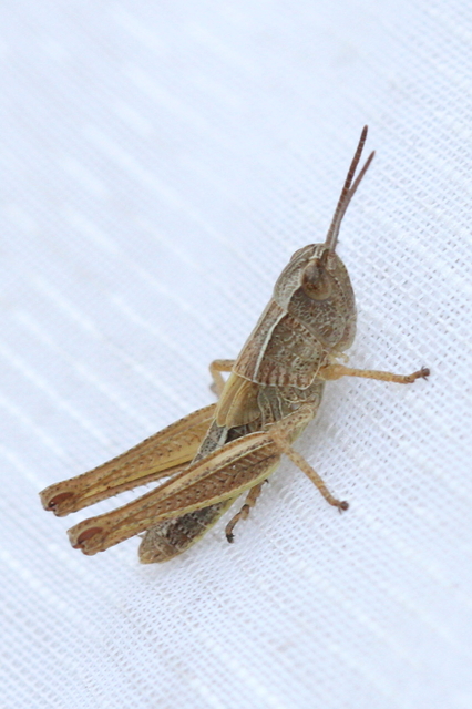 Chorthippus (Chorthippus) (subgenus)