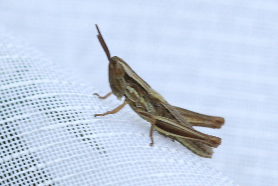 Euchorthippus