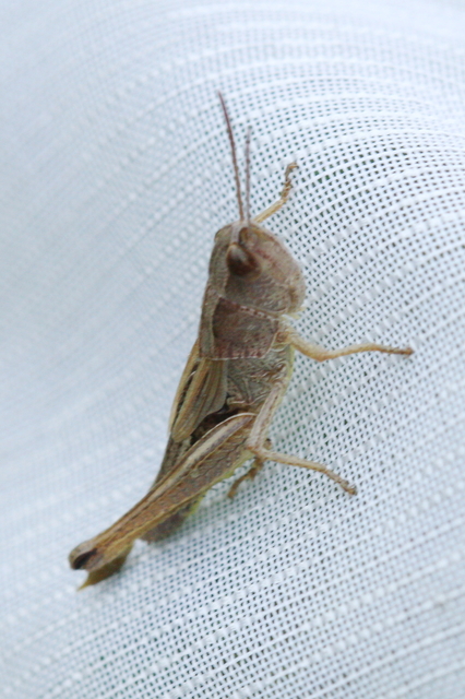 Pseudochorthippus parallelus - közönséges rétisáska