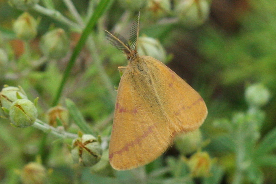 Lythria purpuraria - bíborsávos araszoló