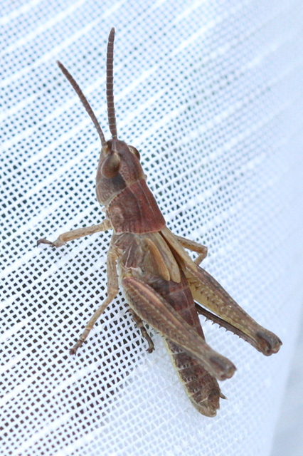 Chorthippus (Chorthippus) (subgenus)