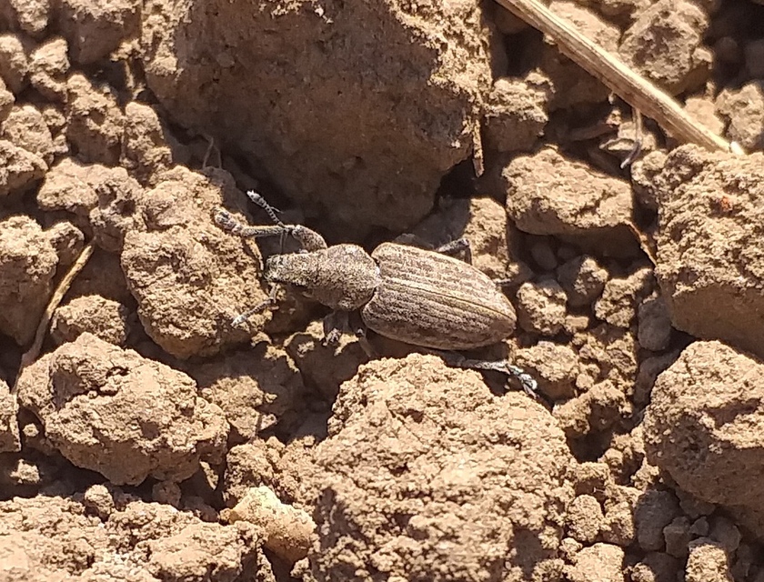 Tanymecus dilaticollis - kukorica-hegyesfarúbarkó