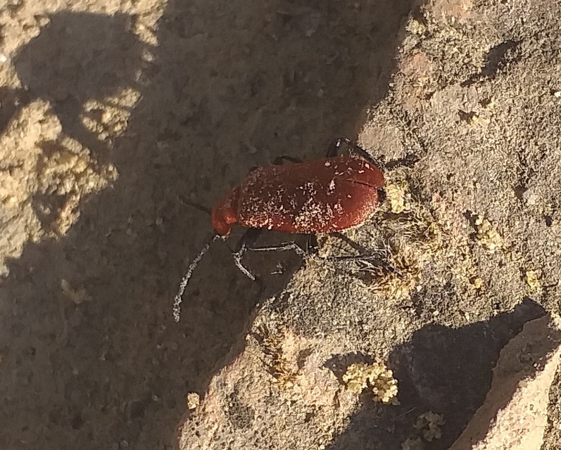Pyrochroa serraticornis - közép-bíborbogár