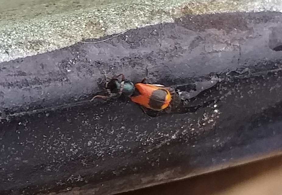Anthocomus equestris - kétszínű bibircsesbogár