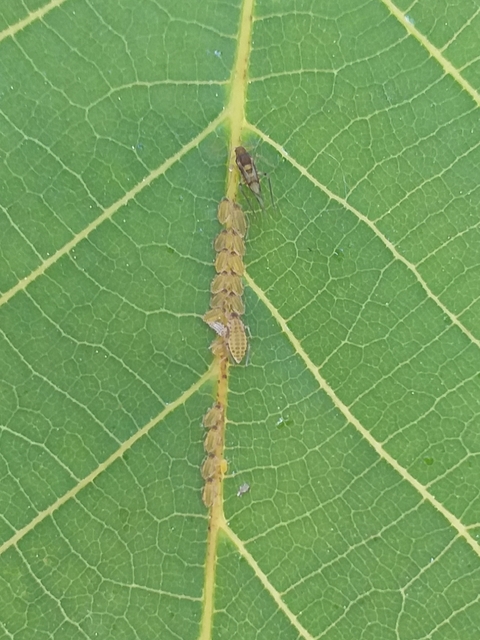 Panaphis juglandis