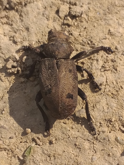 Herophila tristis - selymes alkonycincér