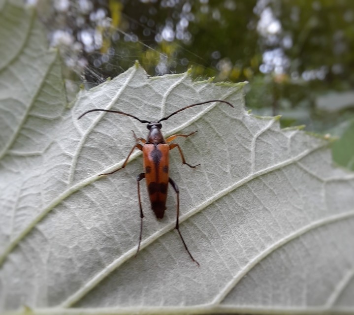Stenurella septempunctata - hétpettyes karcsúcincér