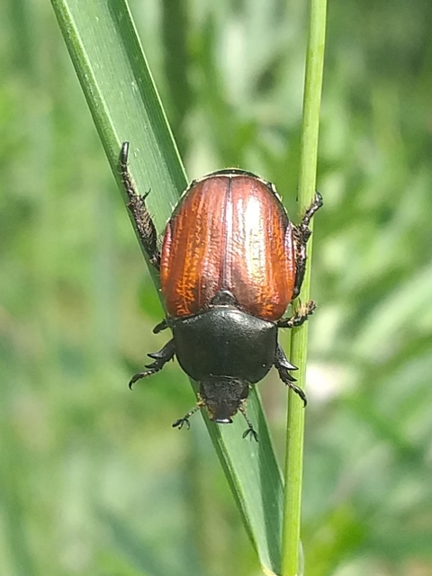 Anisoplia lata - széles szipoly Anisoplia lata - széles szipoly