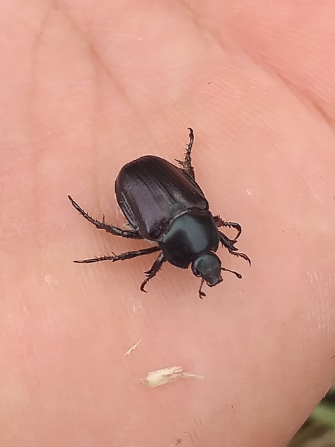 Anisoplia lata - széles szipoly Anisoplia lata - széles szipoly