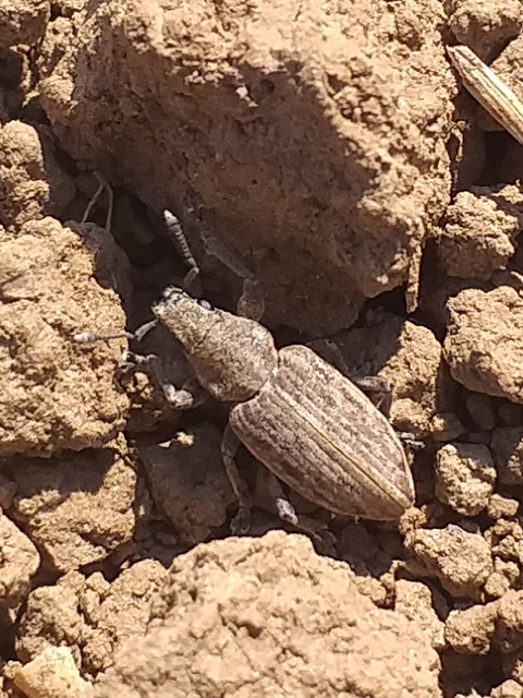 Tanymecus dilaticollis - kukorica-hegyesfarúbarkó